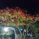 들꽃소나무