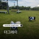 11545-01-53-15 | 김제 애견카페 더그레이 3만 원으로 즐긴 평일 단독 대관 후기