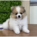 도그마루 고양이 강아지 무료분양 이미지