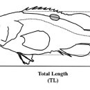 선별에 의한 붉바리 (Epinephelus akaara) 치어의 공식 방지 이미지