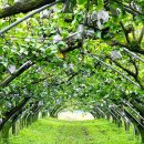 수호농장 | 배시시 축제에서 분양 받은 배나무에 주렁주렁 배가 달렸어요!