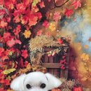 울알라애견미용 이미지