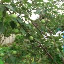 애련농장 이미지