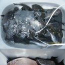 소리도민박 이미지