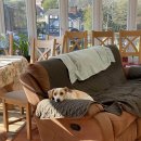 영국농장 이미지