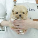 인천강아지분양 테디럽 | 청라강아지분양 테디럽 애견분양샵 진솔한 후기