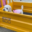 송강천 | [ 충주 캠핑장 - 캠핑에바나나 ] 충주 캠핑장 추천,애견동반 캠핑장,신상 캠핑장,캠핑에바나나 캠핑 후기