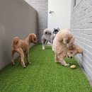 미인정 | ㅣ송파 문정 제주도 고사리 육개장 : 미인정 솔직 후기 + 귀여운 강아지 구름이 꽃 개 유치원 숙제 이야기