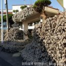 위미모루왓 네이버블로그