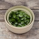 웰라이프 | 아토피 고민하는 와이프를 위한 선물, '웰라이프 클로렐라 뉴' 리얼 후기