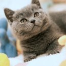 부산고양이분양 퍼스트캣 부산점 | 고양이 분양 전 알아둘 점과 퍼스트캣 부산점의 모든 것