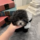 실버케어마스터 | 부산실버푸들분양후기 부산실버푸들견사 부모견 정보가 확실한 곳 제대로 알아본 후회 없는 가족 만들기