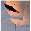 남정호무용단 이미지