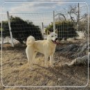 김제강아지 이미지