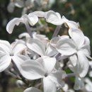 오늘 6월 26일 의 꽃말은 -- 흰 라일락 (Lilac) -- 입니다 이미지