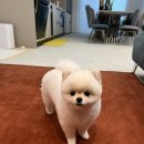 더힐링동물병원 이미지