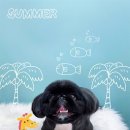 마리애견미용실 이미지