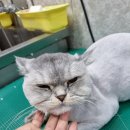 개 이쁜 애견미용샵 네이버블로그