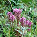 구름송이 이미지