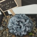 Thanks to you 이미지