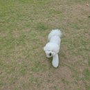 5447 | [경기도/포천] 천연잔디 운동장이 넓은 애견카페 뽀야네 딩가댕가 방문후기