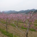 봉좌마을회관 Daum카페