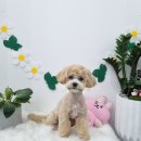 bbodog(뽀독) 이미지