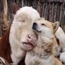 사랑하개 이미지