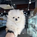 착한애견분양강아지 수원광교본점 이미지