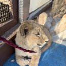 호랑이와 반달곰 | 1/26-30 대련4박5일여행. 사호원 아기호랑이 만지기. 코끼리바위. 여행은 역시 생각대로 되지않아