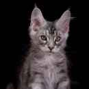 다다쿤(DADACOON) 이미지