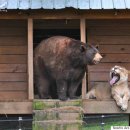 호랑이형제 이미지