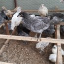 새온농원 이미지