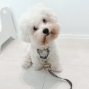강아지 이름표 귀여운 비사이드유 인식표 네임택