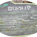 교래손칼국수 이미지