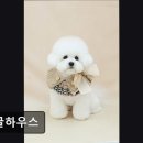 댕글하우스 이미지