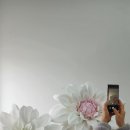 다알리아인테리어