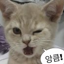 모여봐요고양이카페