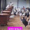 천마산청계농장 &#34;청계유정란&#34; 장연주 농장 이미지