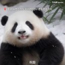 판다톡톡