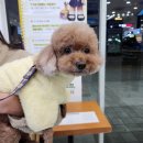 행복펫 | [반려동물/반려견] 행복한 강쥐 포포의 겨울나기 +펫랜드 부천점 강아지 유모차 내돈내산 후기