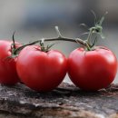 토마토 이미지