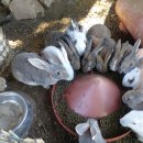 부동농장2 이미지