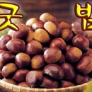 굿밤 Daum카페