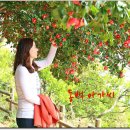 동백아가씨 이미지