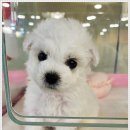 미니퍼피 이미지