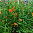 6월 7일의 꽃은 '동자꽃(Orange campion)' 이미지