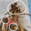 뿌리 - 천안시 동남구 버들로 2 | 뿌리