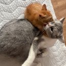 어느분이 냥이 사진 올려달래서요 ~싫으심 클릭금지용 이미지