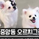 오르치그로치 이미지